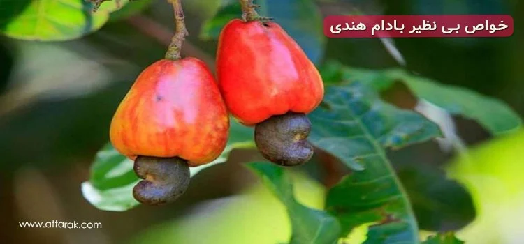 بادام