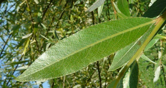 خواص