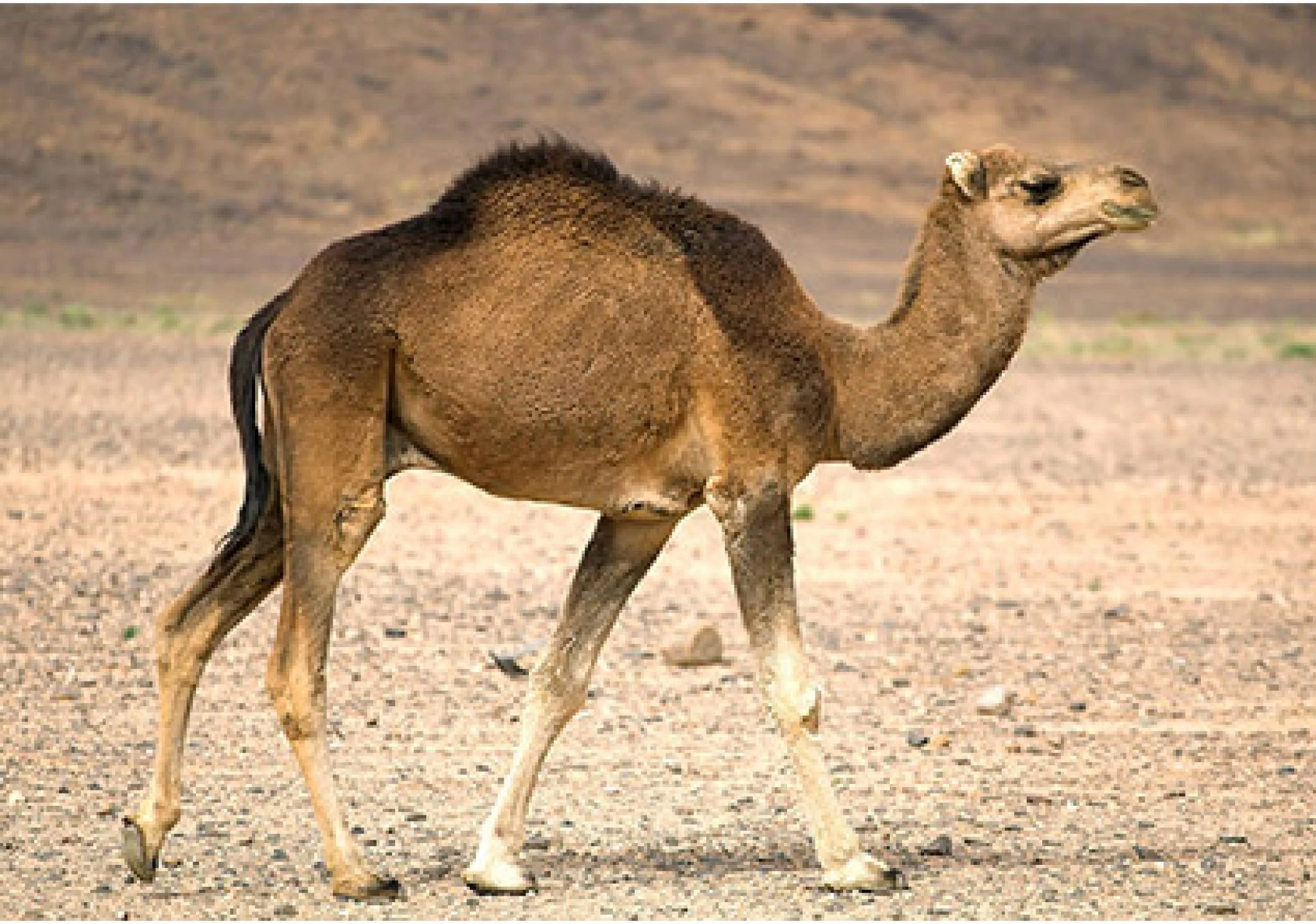 خواص