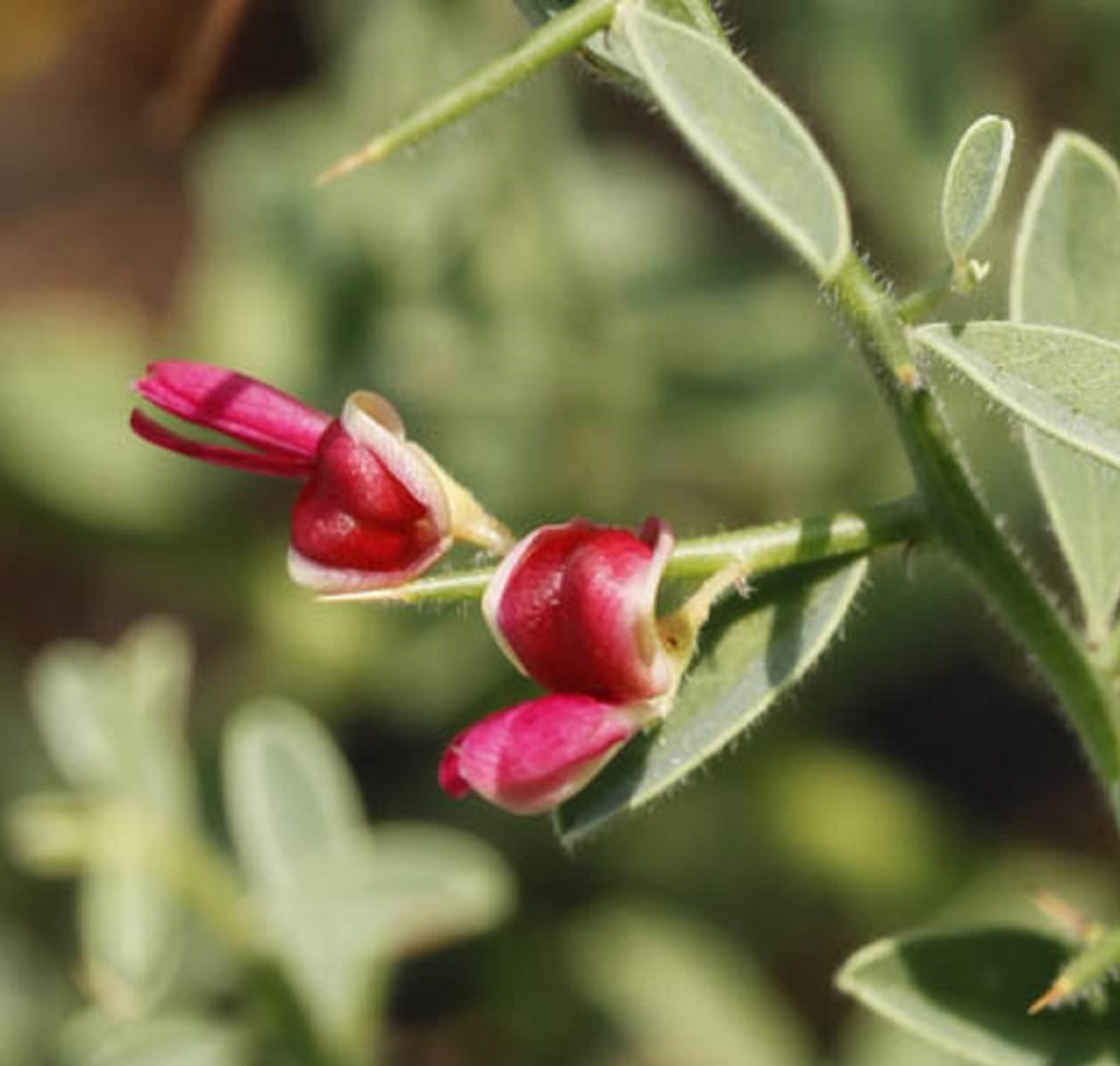 رژیم غذایی