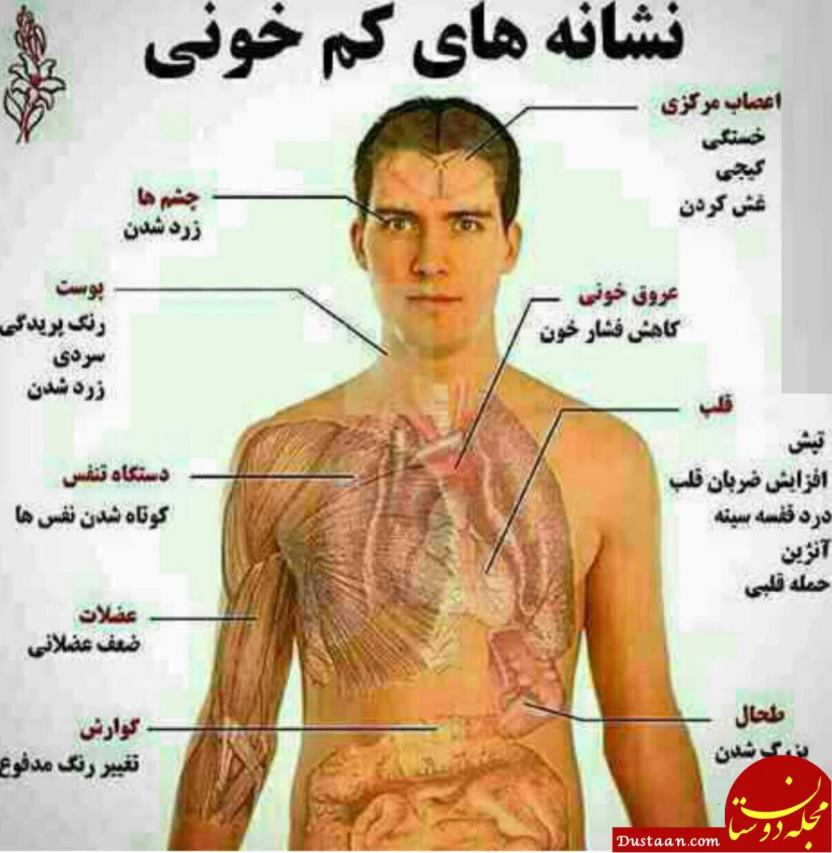 رژیم غذایی رژیم غذایی