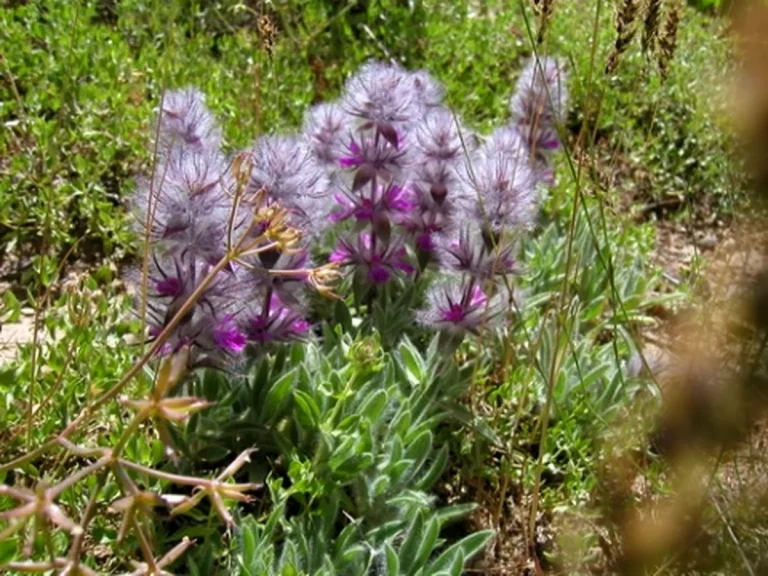 چای کوهی خواص