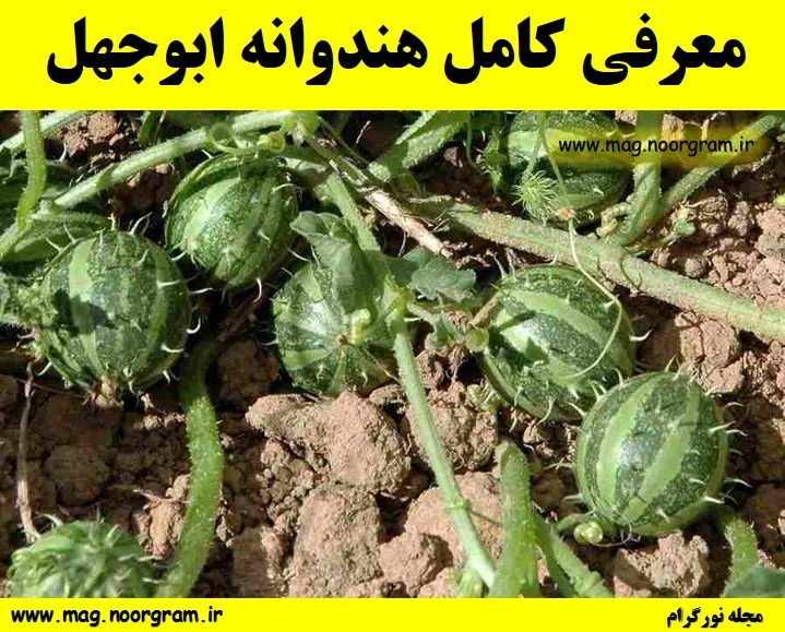رژیم غذایی رژیم غذایی