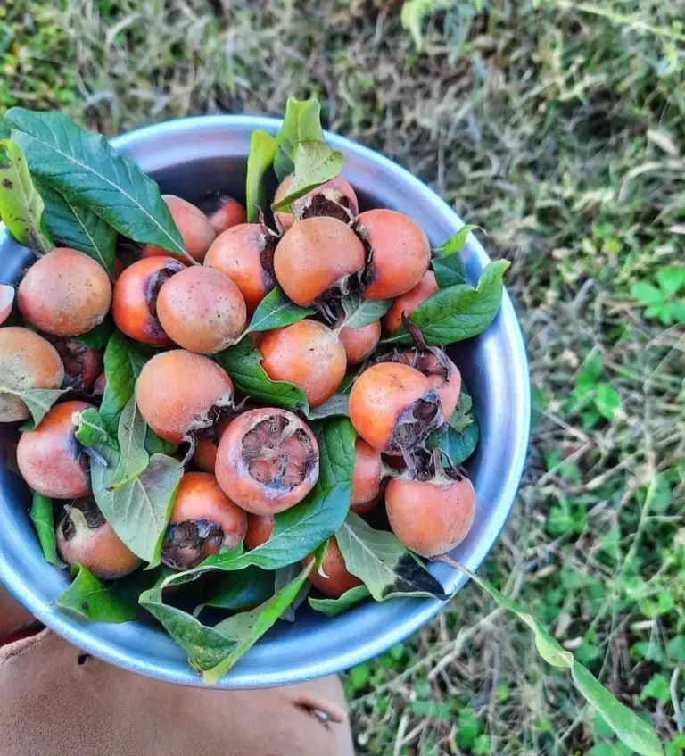 کالری ازگیل
