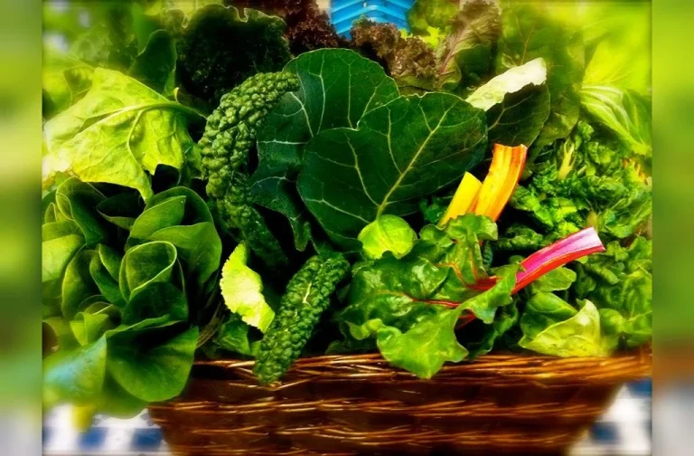 برای زخم معده چی بخوریم
