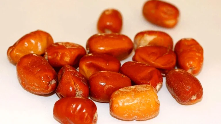 سنجد