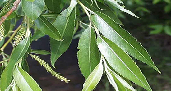 رژیم غذایی