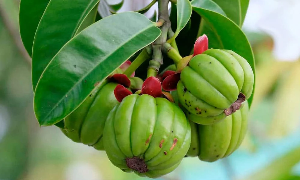 رژیم غذایی رژیم غذایی