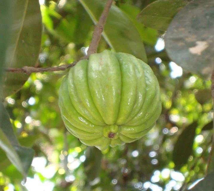 رژیم غذایی رژیم غذایی