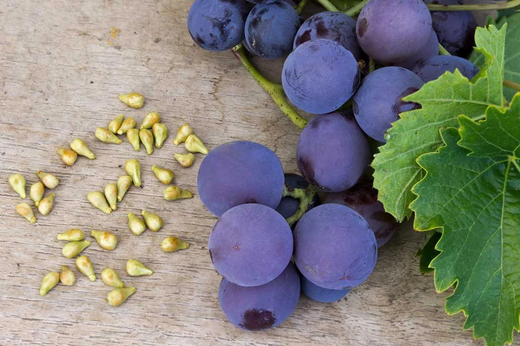 رژیم غذایی