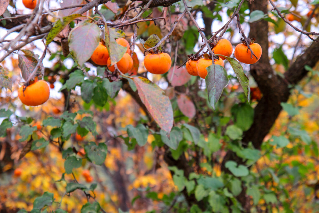 رژیم غذایی