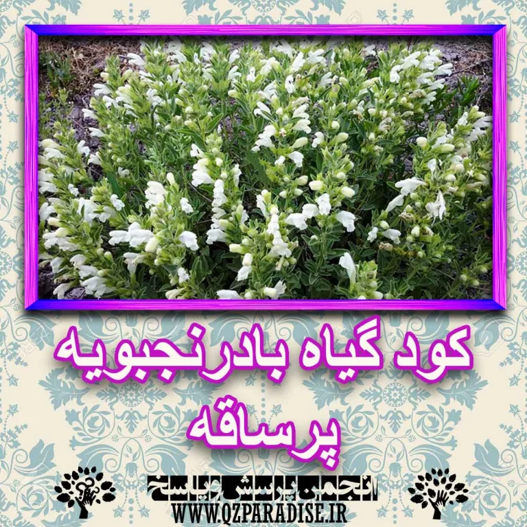 خواص بادرنج