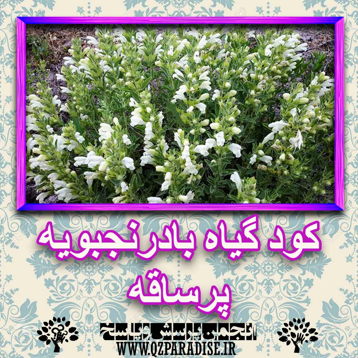 رژیم غذایی