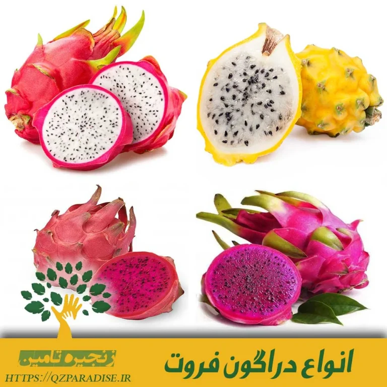 دراگون فروت