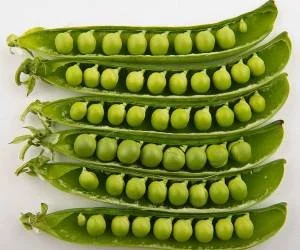 رژیم غذایی