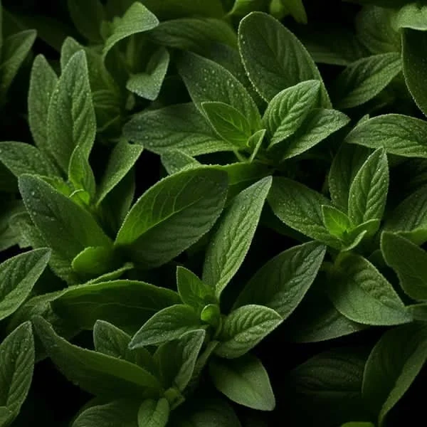 رژیم غذایی