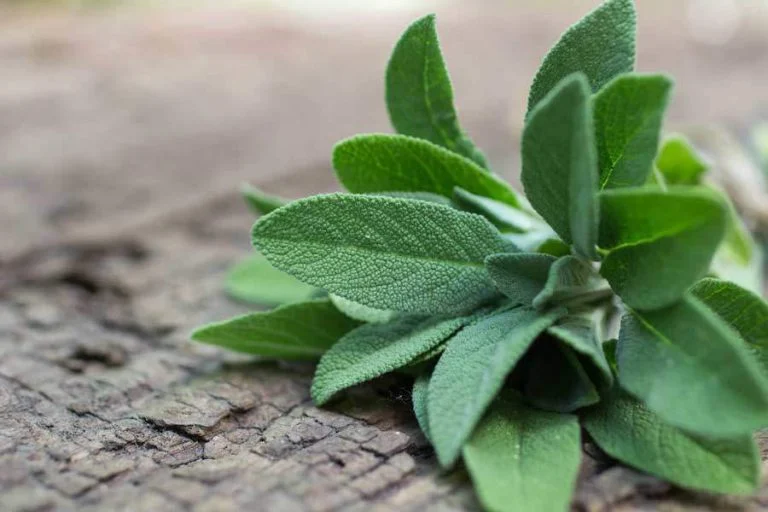 رژیم غذایی
