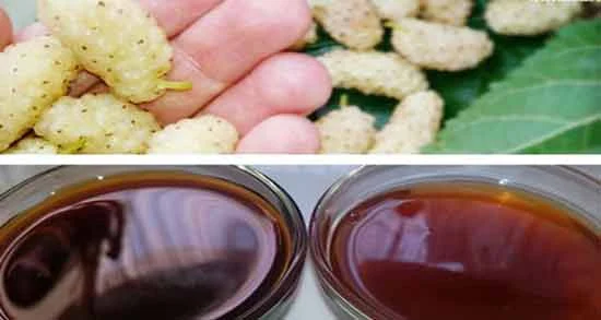 رژیم غذایی