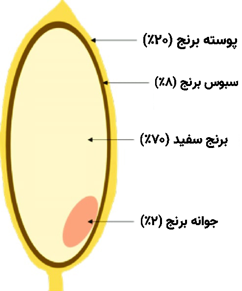 رژیم غذایی