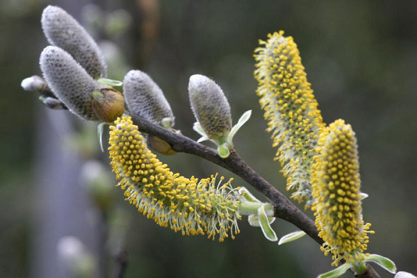 رژیم غذایی