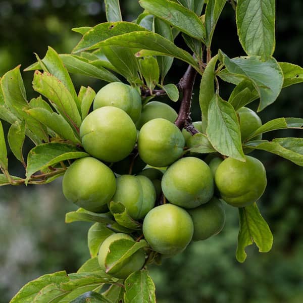 رژیم غذایی