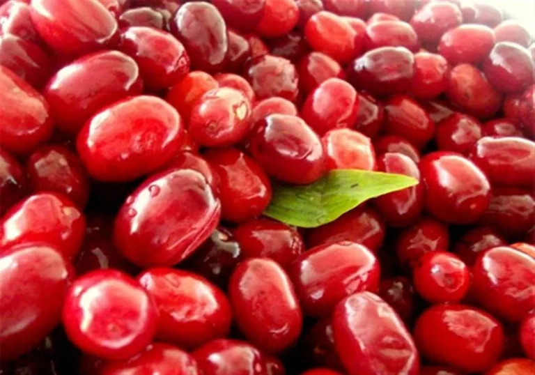 زغال آخته
