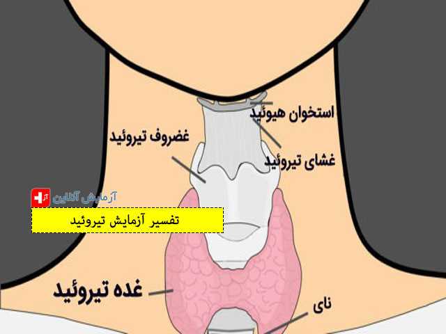 رژیم غذایی