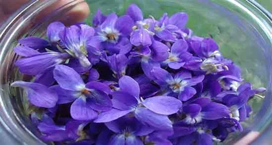 رژیم غذایی رژیم غذایی