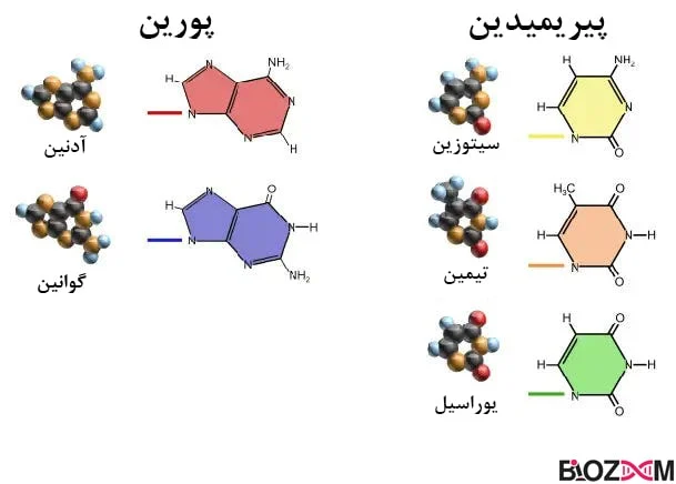 رژیم غذایی