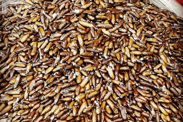 رژیم غذایی رژیم غذایی