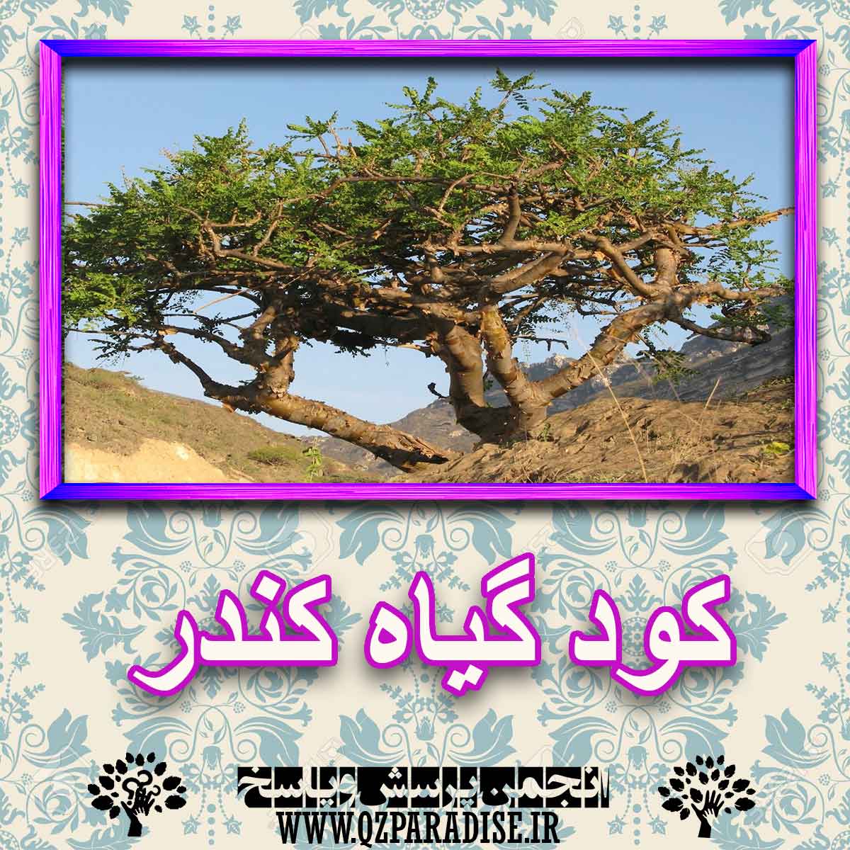 رژیم غذایی