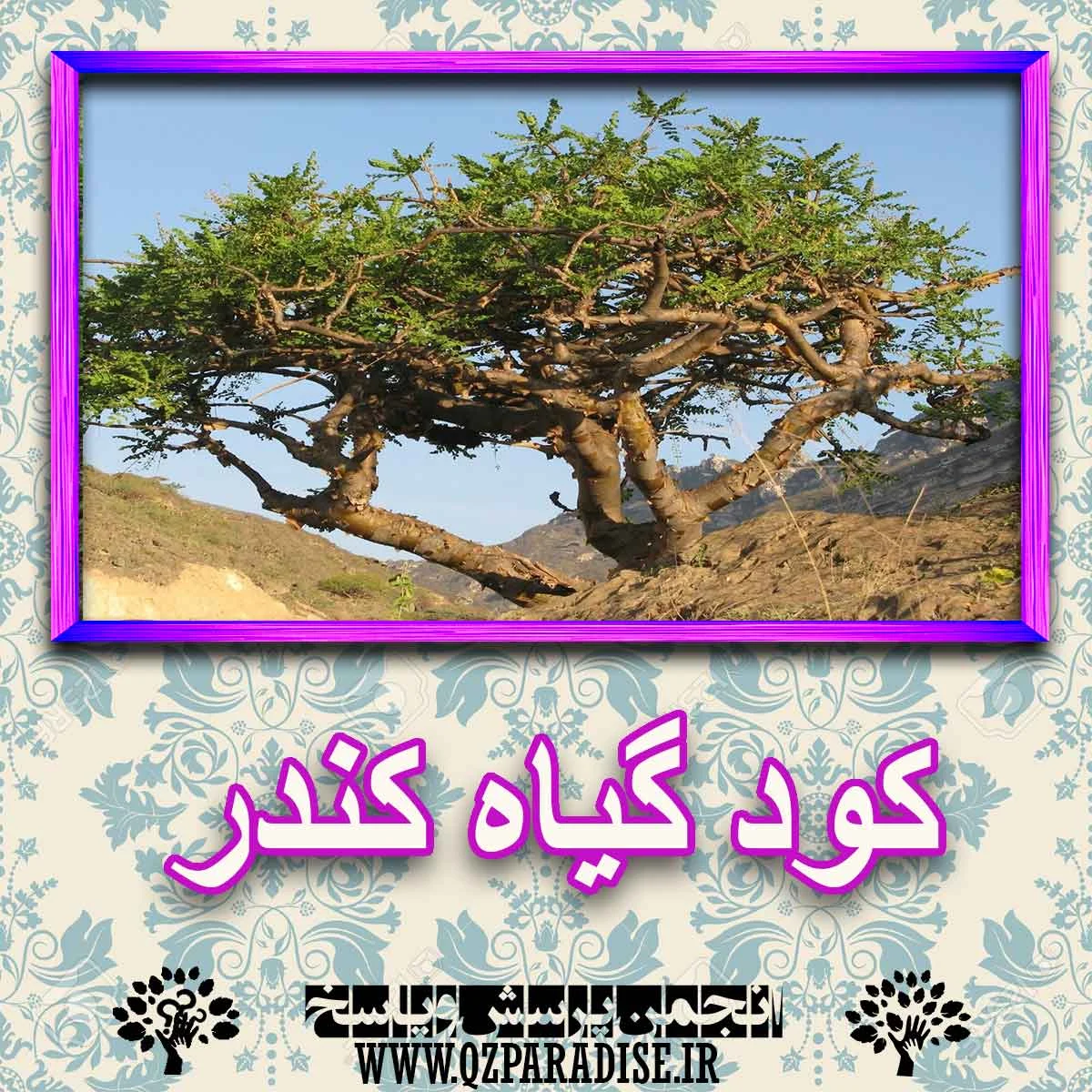 رژیم غذایی رژیم غذایی