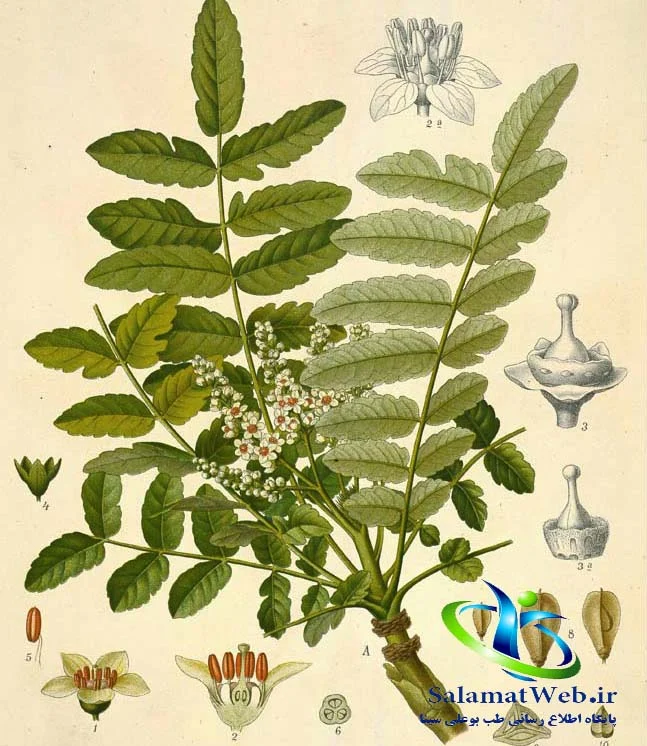 رژیم غذایی رژیم غذایی