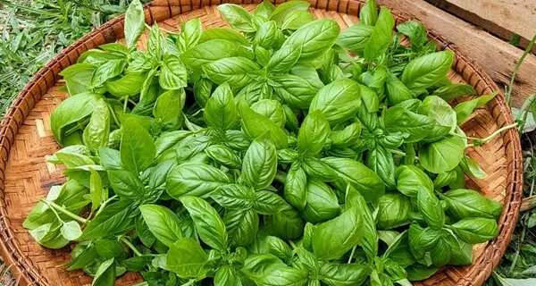 رژیم غذایی