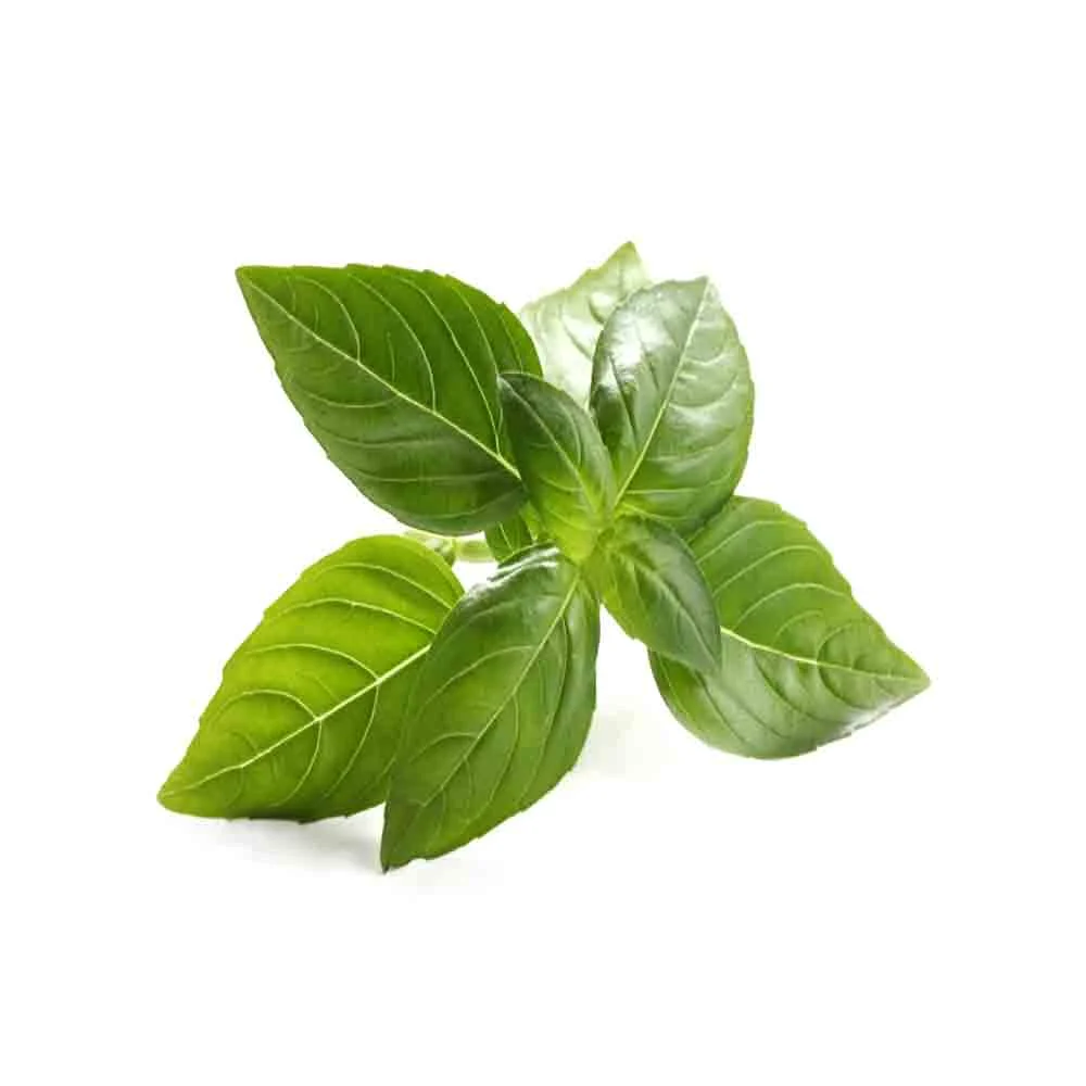 رژیم غذایی