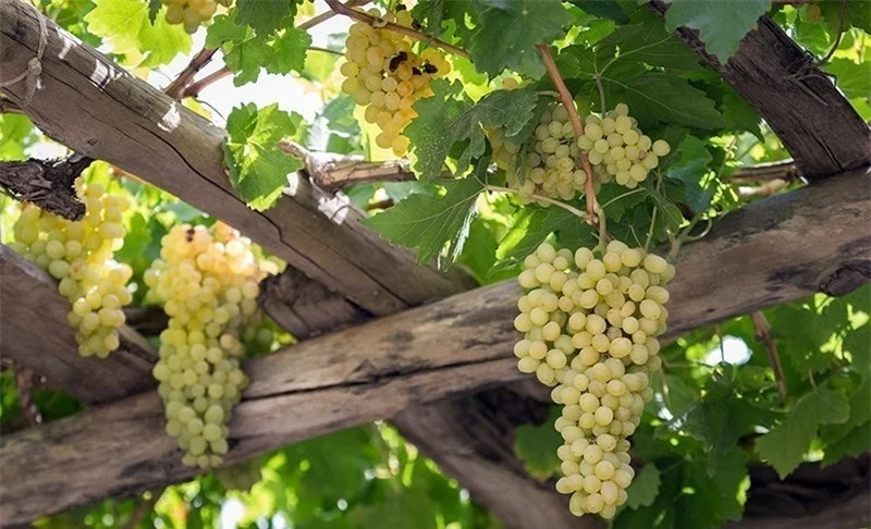 رژیم غذایی رژیم غذایی