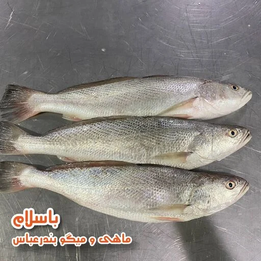 پزشکی