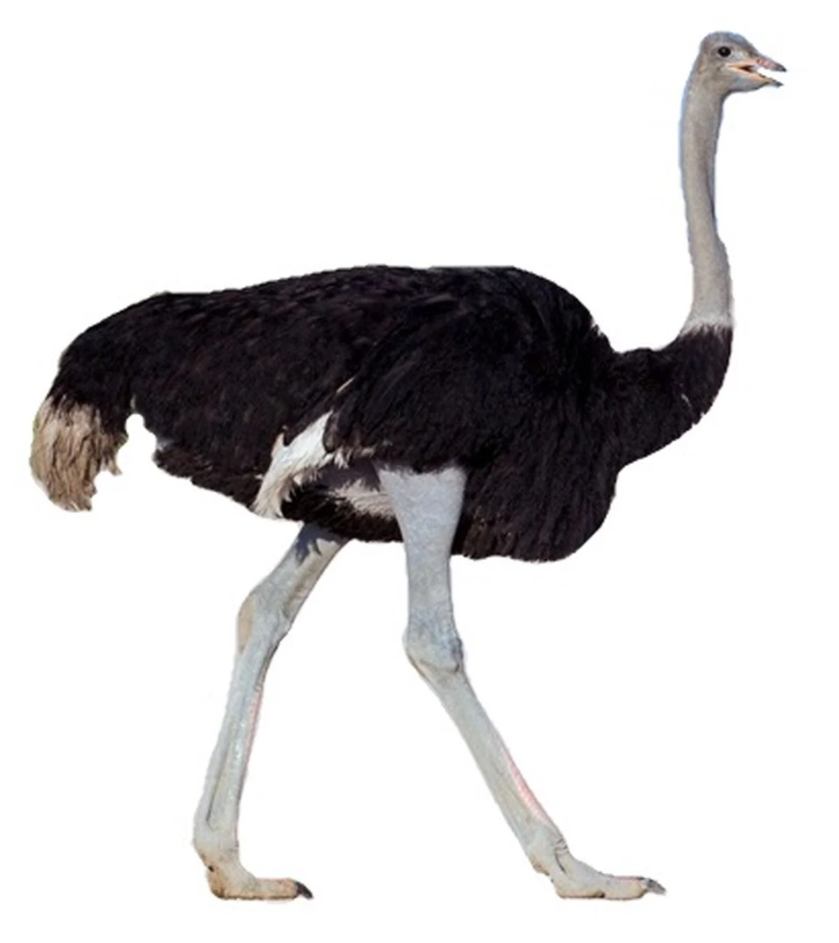 روغن