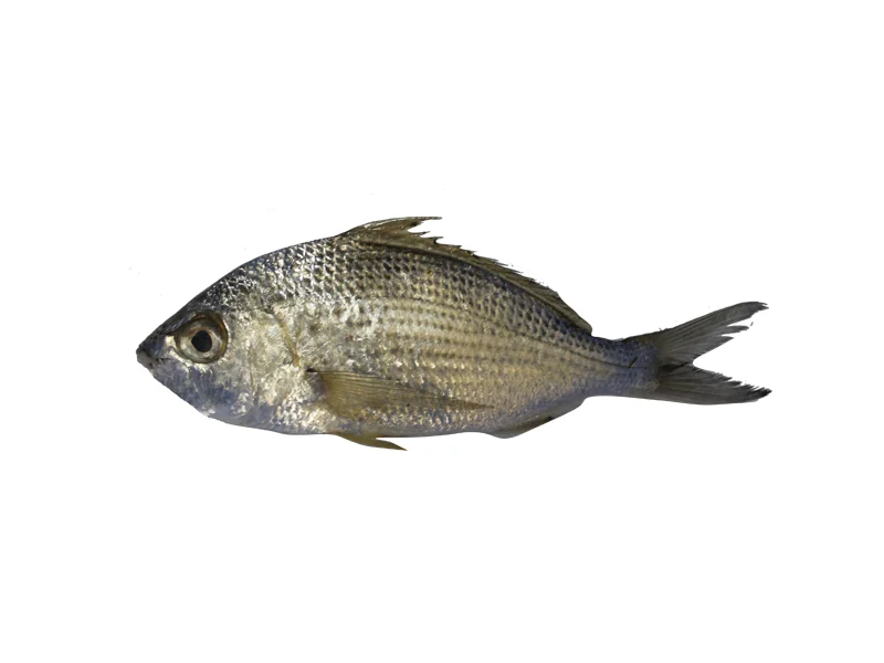سنگ