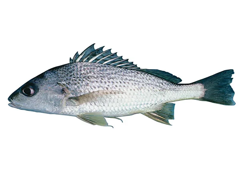 سنگ
