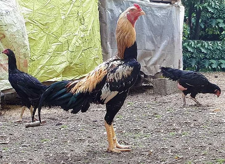 عمومی